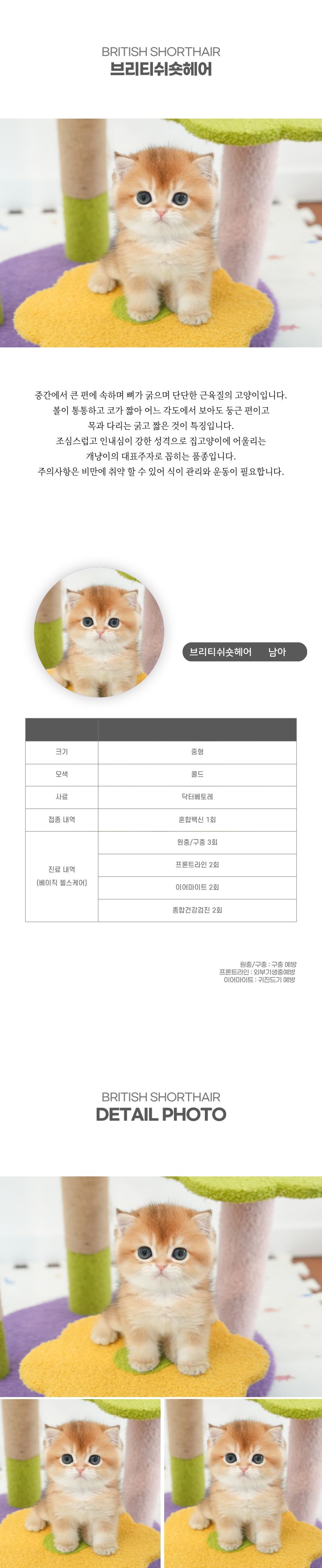 브리티쉬숏헤어_상세이미지_2